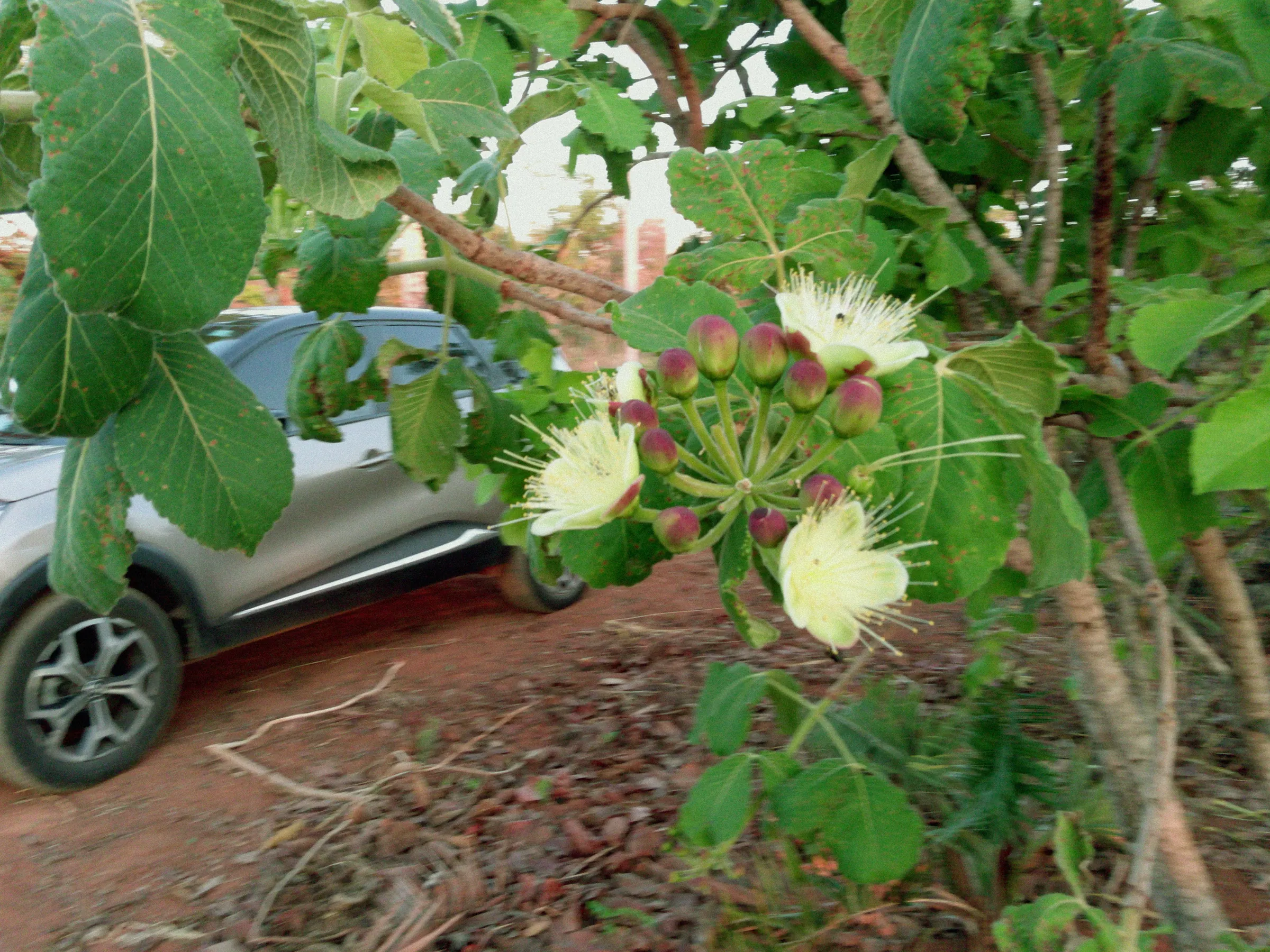 flor do pequi
